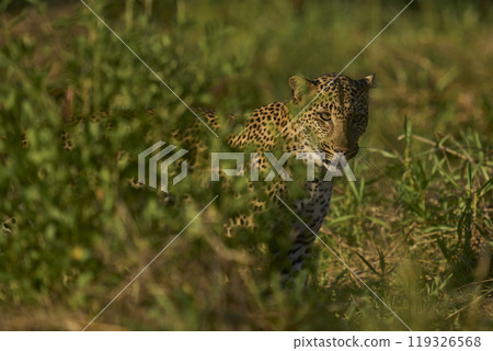 Leopard in the grass Leopard in the grass 119326568