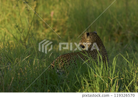 Leopard in the grass 119326570