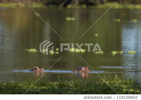 Hippopotamus in a lagoon 119326602