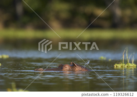 Hippopotamus in a lagoon 119326612
