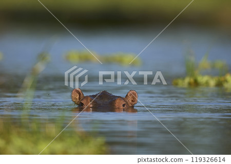 Hippopotamus in a lagoon 119326614