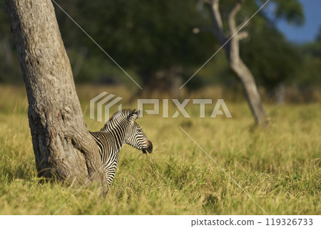 Crawshay's zebra 119326733