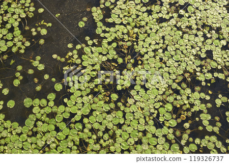 A sheet of leaves floating on water 119326737