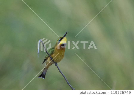 Little Bee-eater Little Bee-eater 119326749