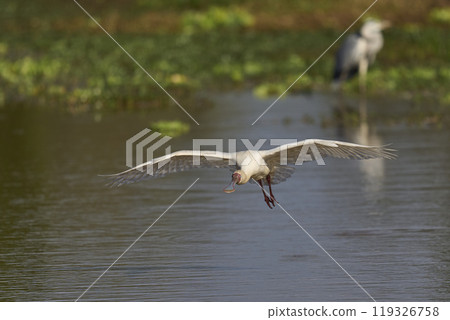 African Spoonbill in flight African Spoonbill in flight 119326758