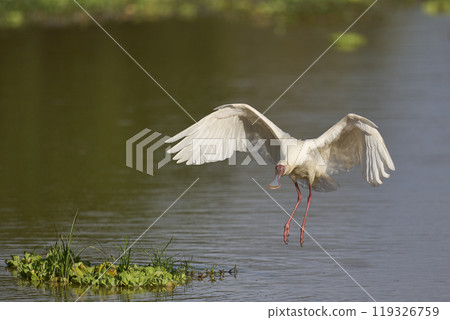 African Spoonbill in flight 119326759
