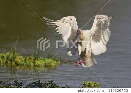 African Spoonbill in flight 119326760