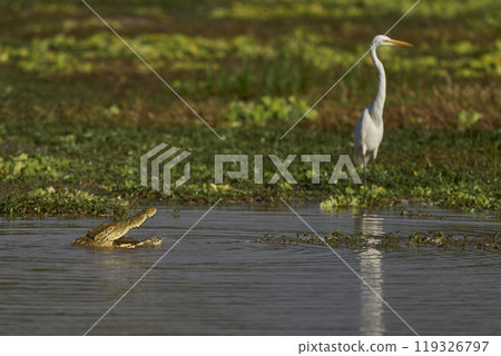 Nile Crocodile 119326797