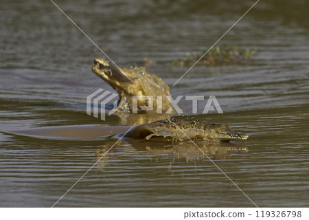 Nile Crocodile 119326798