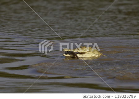 Nile Crocodile 119326799