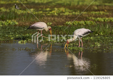 Yellow-billed Stork fishing 119326805