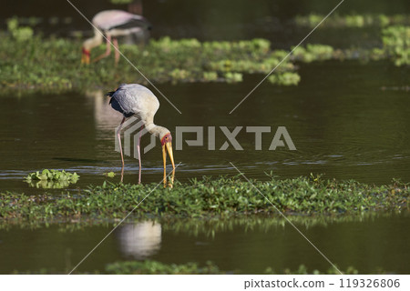 Yellow-billed Stork fishing Yellow-billed Stork fishing 119326806
