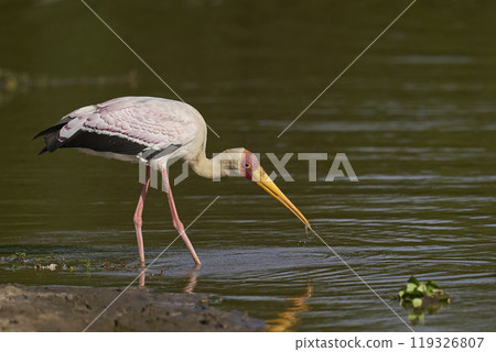 Yellow-billed Stork fishing 119326807