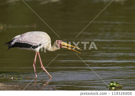 Yellow-billed Stork fishing 119326808