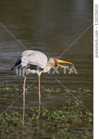 Yellow-billed Stork fishing 119326810
