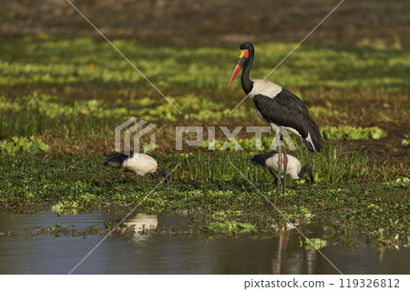 Saddle- billed Stork fishing 119326812
