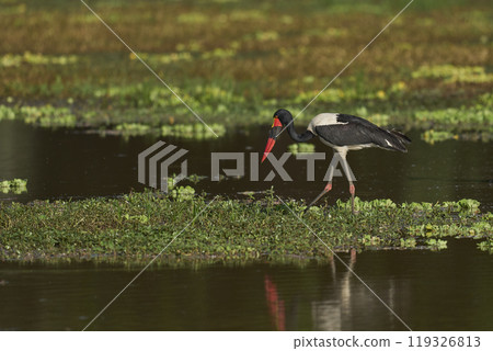 Saddle- billed Stork fishing 119326813