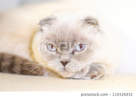 Scottish Fold Cat Portrait Close-up - A close-up portrait of a Scottish Fold cat with blue eyes, lying on a white background. 119326832