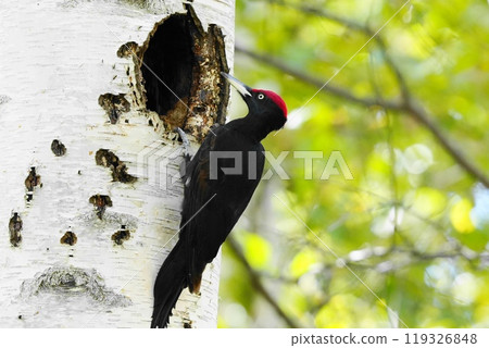 棲息在樹上的黑啄木鳥 棲息在樹上的黑啄木鳥 119326848
