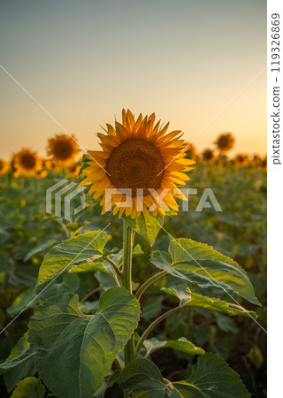 Field sunflowers in the warm light of the setting sun. Summer time. Concept agriculture oil production growing. 119326869