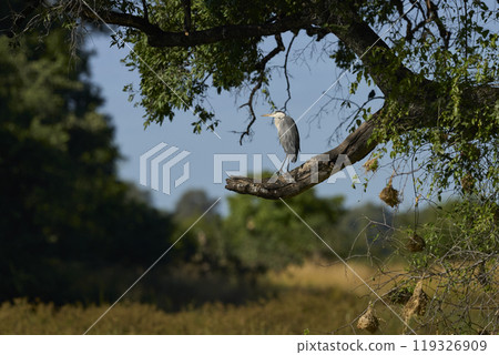 Grey Heron in a tree Grey Heron in a tree 119326909