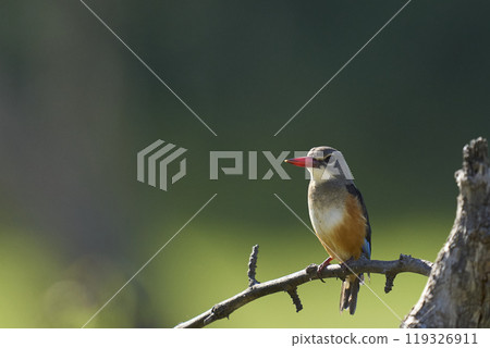 Grey-headed Kingfisher  119326911
