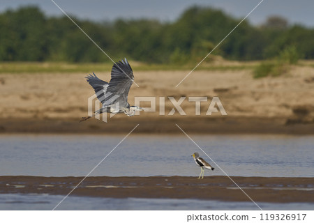 Waterbirds in the Luangwa River Waterbirds in the Luangwa River 119326917