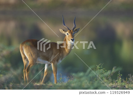 Male Puku Male Puku 119326949