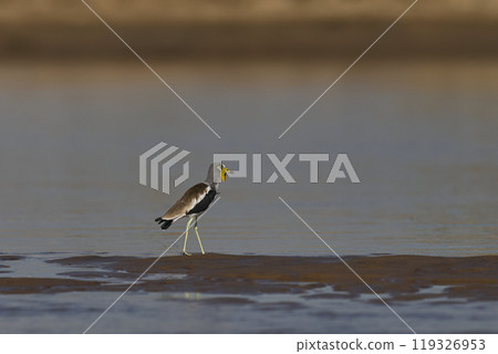 White-crowned Lapwing 119326953