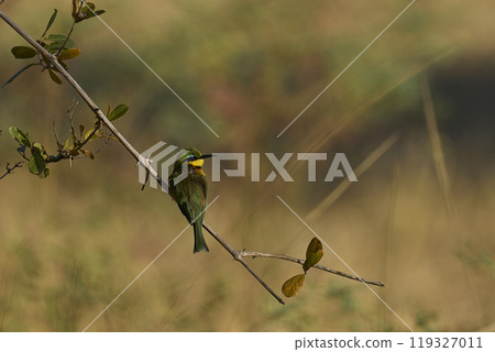Little Bee-eater  Little Bee-eater  119327011