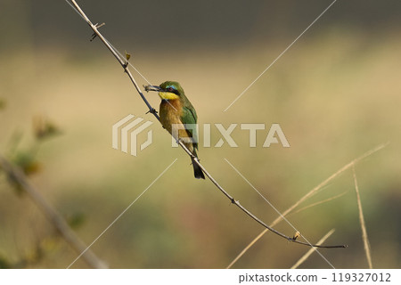 Little Bee-eater  Little Bee-eater  119327012