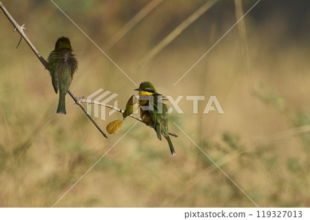 Little Bee-eater  119327013