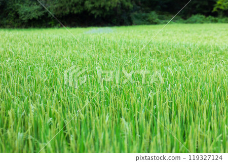 鬱鬱蔥蔥的米飯 119327124