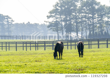 Early morning thoroughbred breeding farm, racehorses, Hokkaido Early morning thoroughbred breeding farm, racehorses, Hokkaido 119327208