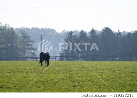 Early morning thoroughbred breeding farm, racehorses, Hokkaido Early morning thoroughbred breeding farm, racehorses, Hokkaido 119327212