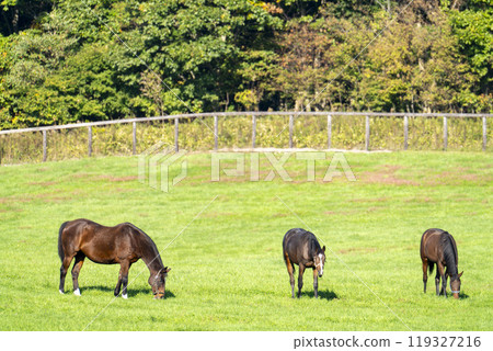Early morning thoroughbred breeding farm, racehorses, Hokkaido 119327216