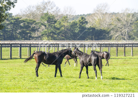 Early morning thoroughbred breeding farm, racehorses, Hokkaido 119327221