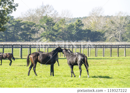 純種馬生產農場在清晨，賽馬，北海道 119327222