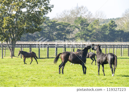 純種馬生產農場在清晨，賽馬，北海道 119327223