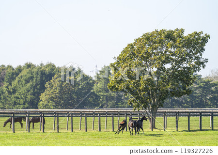Early morning thoroughbred breeding farm, racehorses, Hokkaido 119327226