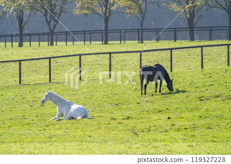 Early morning thoroughbred breeding farm, racehorses, Hokkaido 119327228
