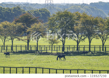 Early morning thoroughbred breeding farm, racehorses, Hokkaido 119327230