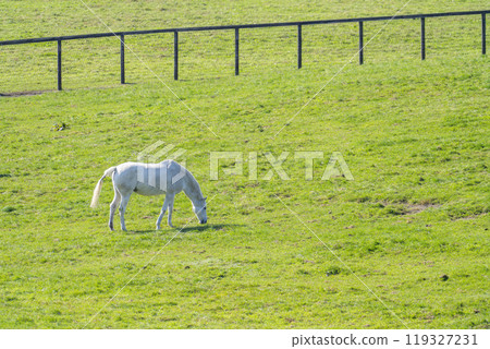Early morning thoroughbred breeding farm, racehorses, Hokkaido 119327231
