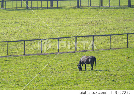 Early morning thoroughbred breeding farm, racehorses, Hokkaido 119327232