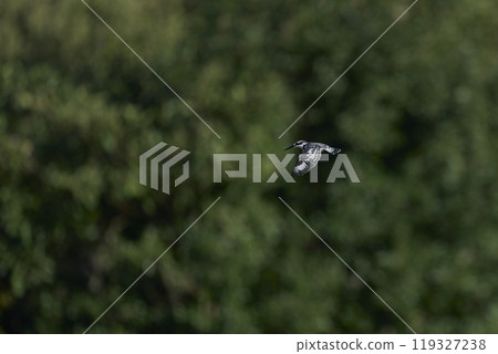 Pied Kingfisher Pied Kingfisher 119327238
