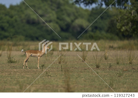 Male Impala 119327243