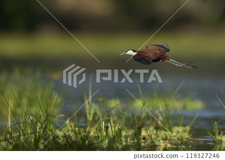 African Jacana 119327246