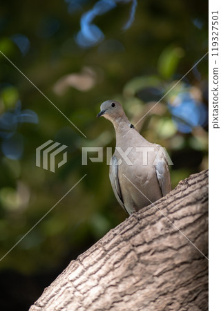 Rock pigeon on a tree in the park Rock pigeon on a tree in the park 119327501