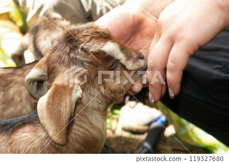 Baby goat eating from hand Baby goat eating from hand 119327680
