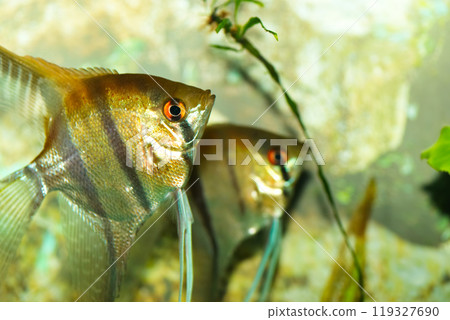 Tropical fish Tropical fish 119327690